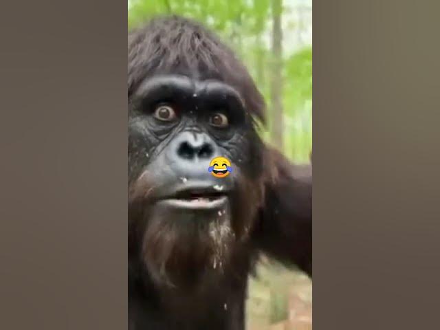 Video thumbnail for Big foot and the jungle