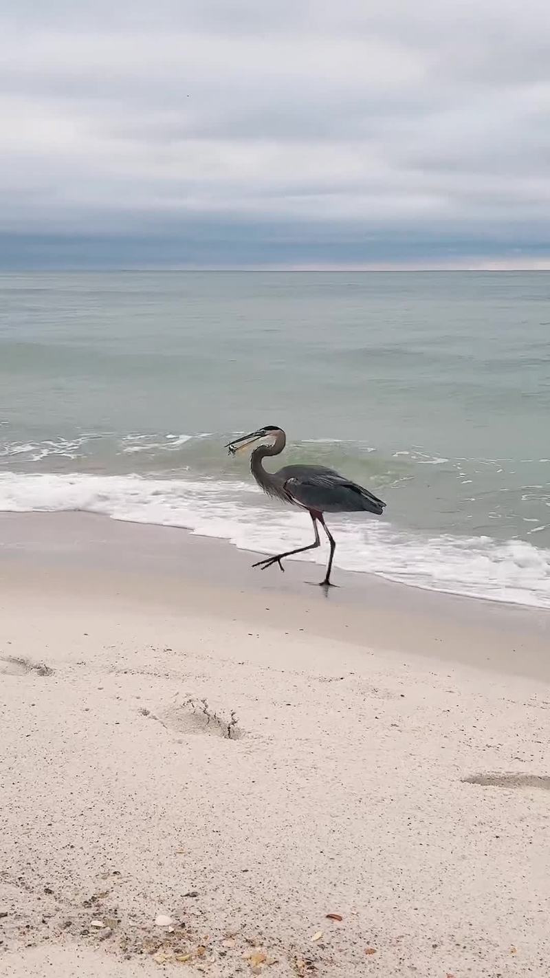 Video thumbnail for Great Blue Heron Struts the Shore with a Fake Shark Prize