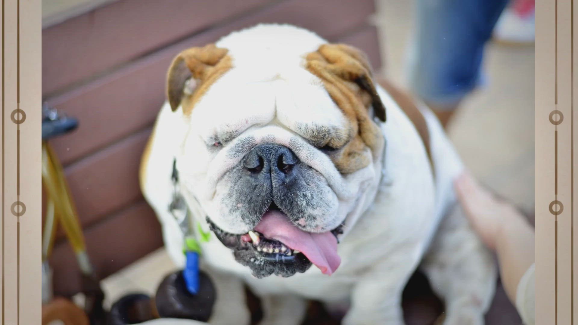 Video thumbnail for What Is Reverse Sneezing?