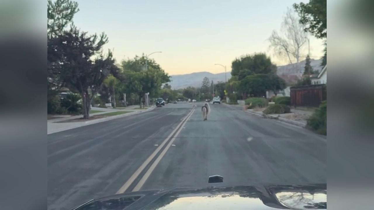 Video thumbnail for US: Shetland Pony Leads Police On Neighborhood Chase In California.