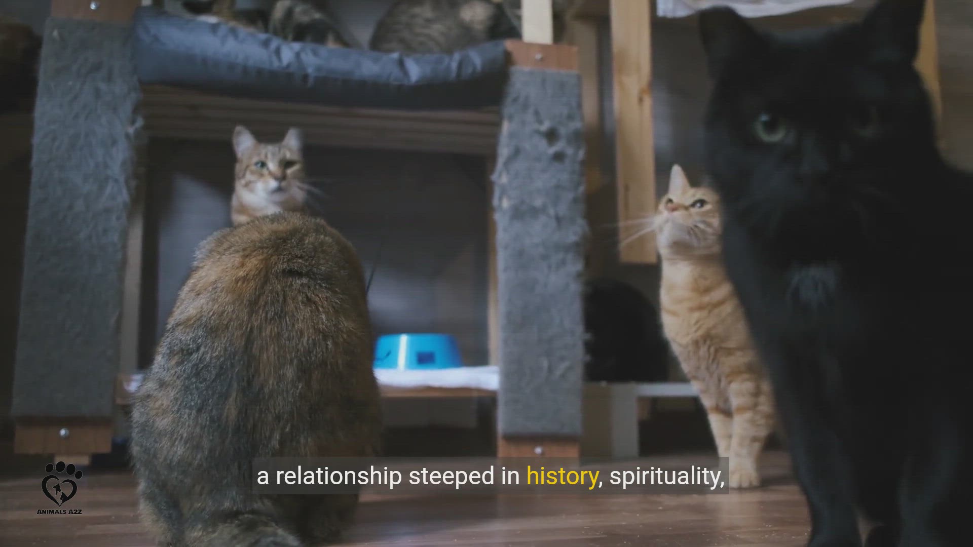 Video thumbnail for The Spiritual Connection Between Cats and Humans_ A Divine Bond