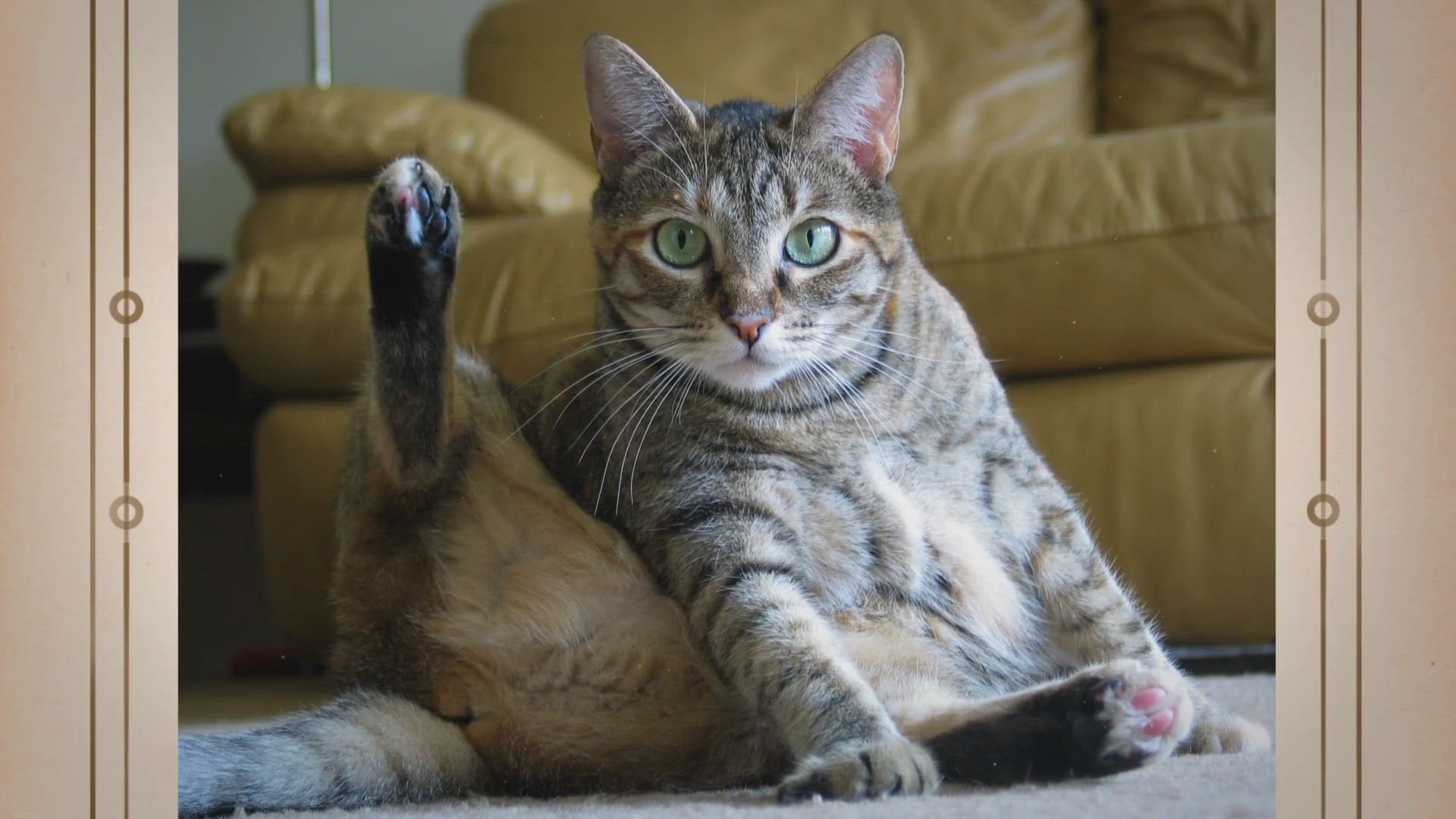 Video thumbnail for My Cat Keeps Stepping in His Poop