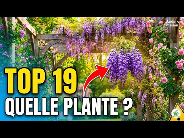 Video thumbnail for Quelle Plante pour votre Pergola ? Top 19 des Meilleures Grimpantes