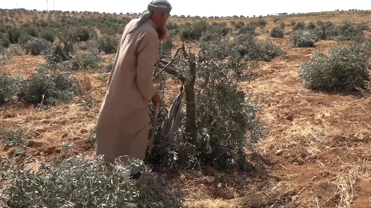 Video thumbnail for Israeli occupiers uproot 165 olive trees south of Hebron.