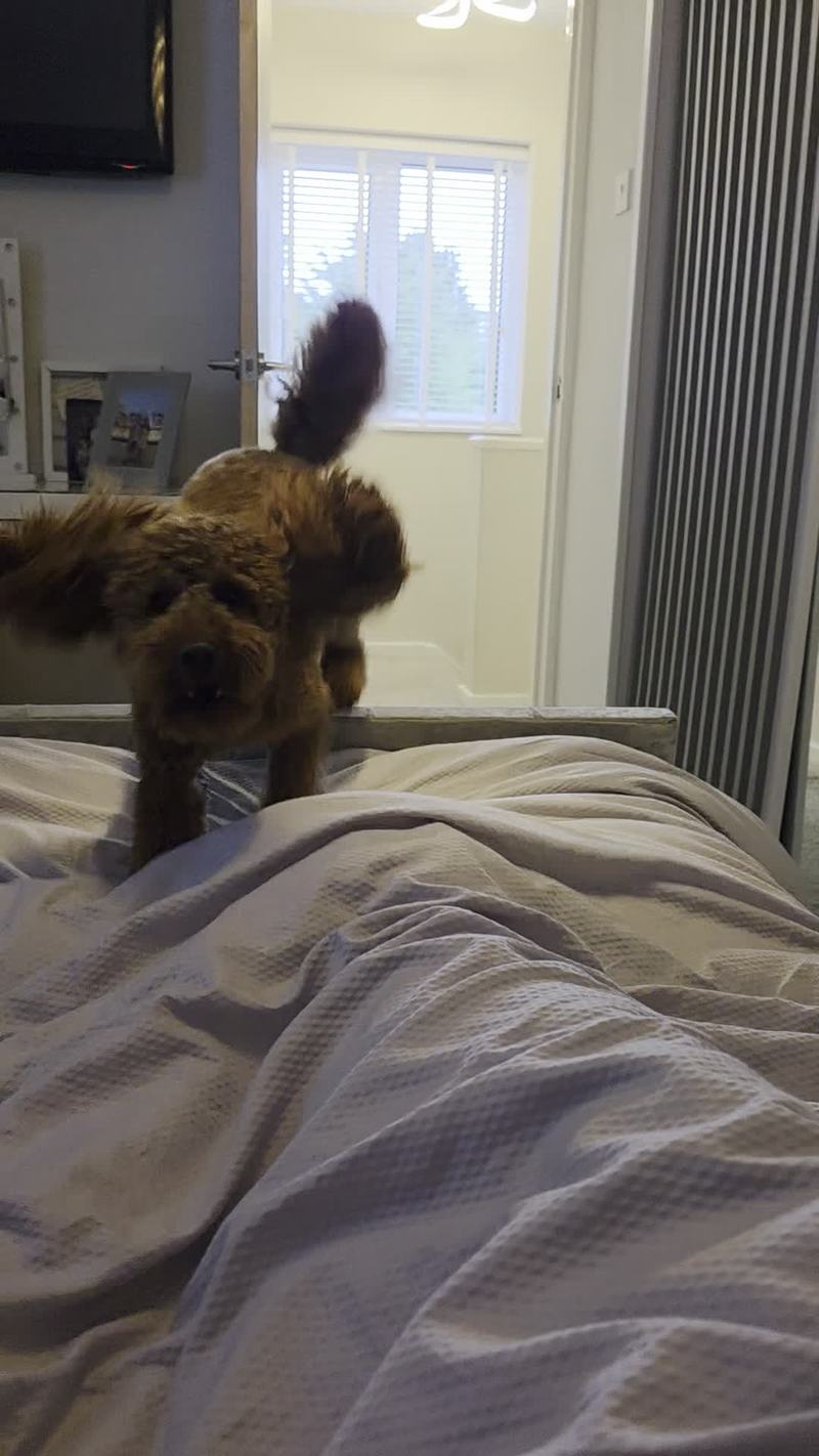 Video thumbnail for Excited Cockapoo Leaps onto the Bed for a Morning Greeting