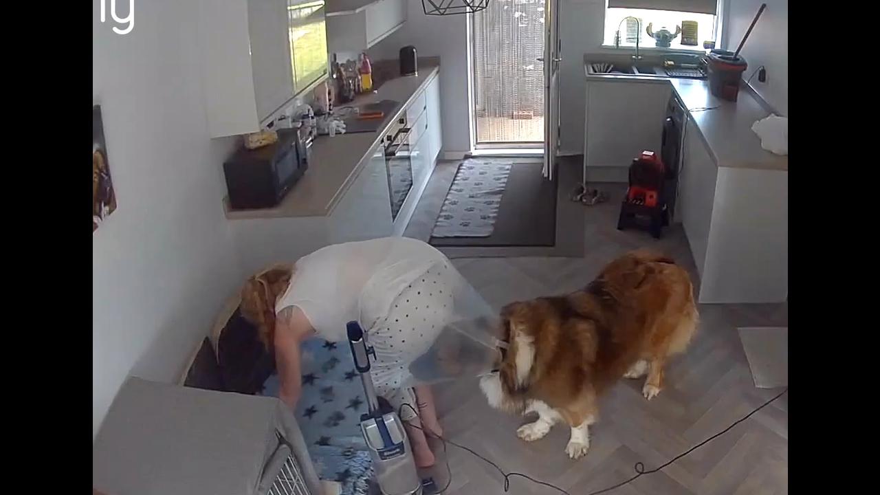 Video thumbnail for When Your Dog Thinks Cleaning Is a Team Sport