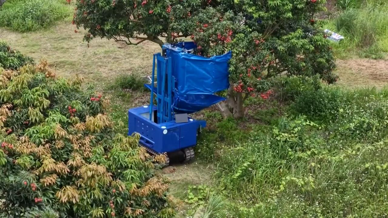 Video thumbnail for China: Robots facilitate harvest lychee in S China.