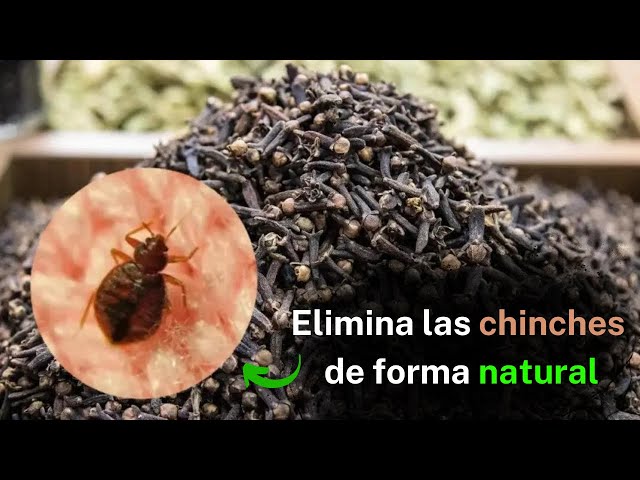 Video thumbnail for Poderosa mezcla con clavo de olor para eliminar las chinches de cama