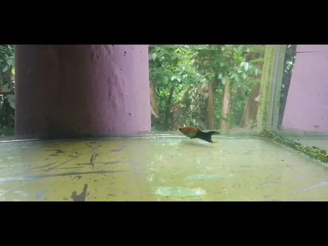 Video thumbnail for Small Fish Tank