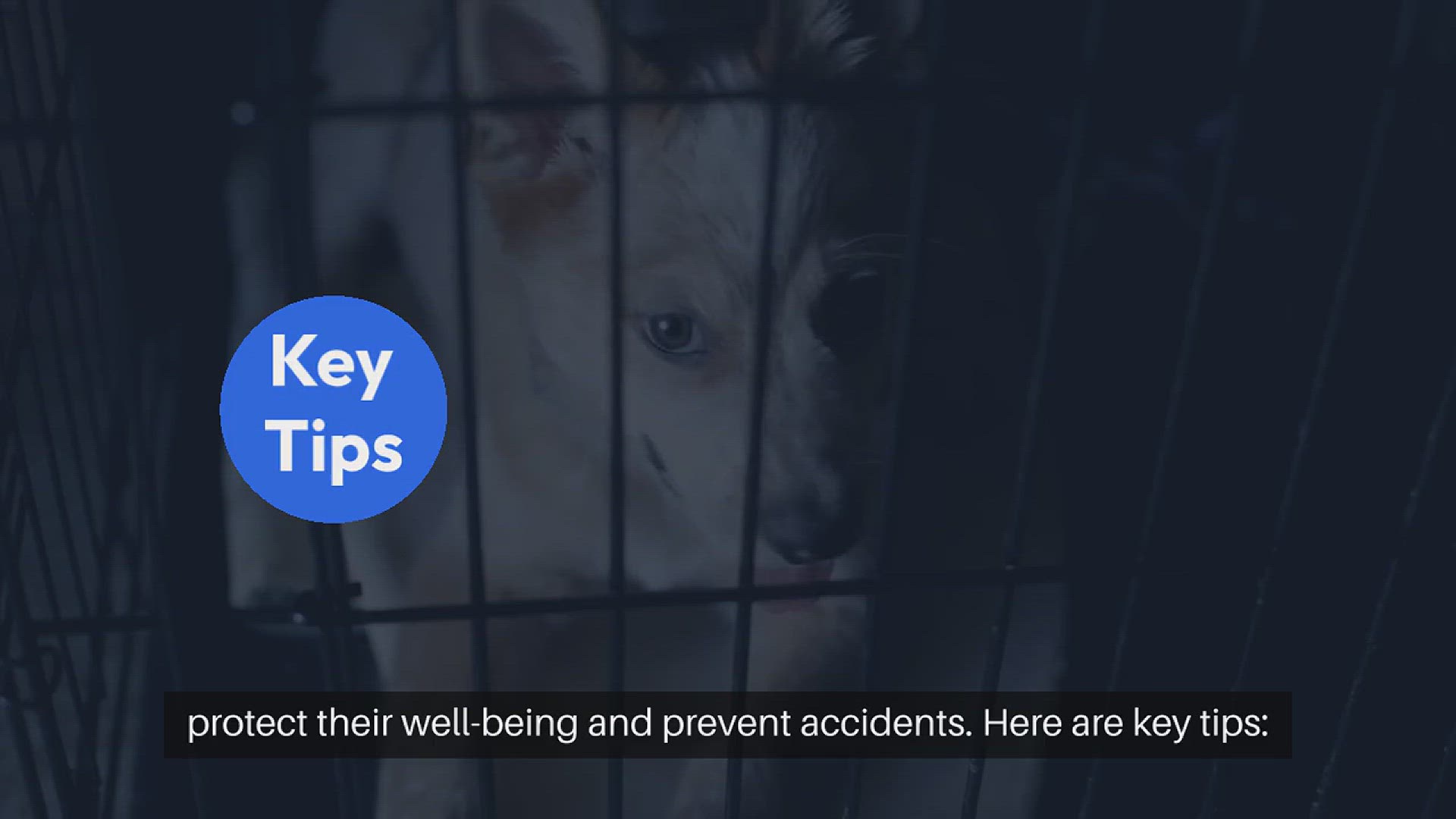 Video thumbnail for Pet Safety In The Home