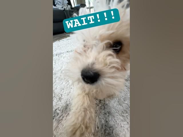 Video thumbnail for Give this video a chance ๐ถ #shorts