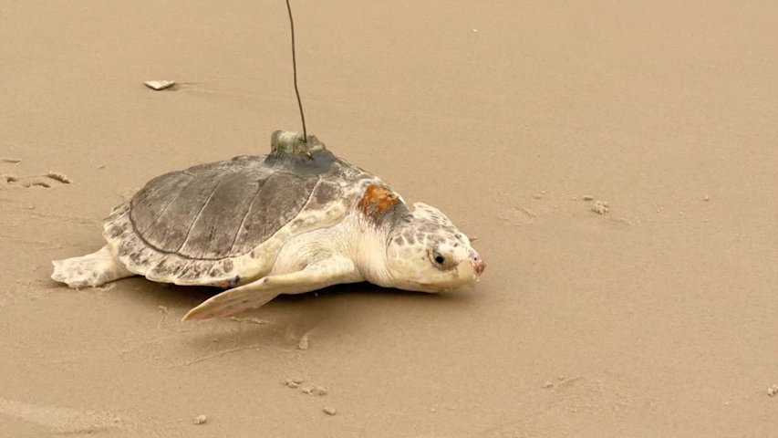 Video thumbnail for Endangered sea turtle rehabilitated and released in Southampton