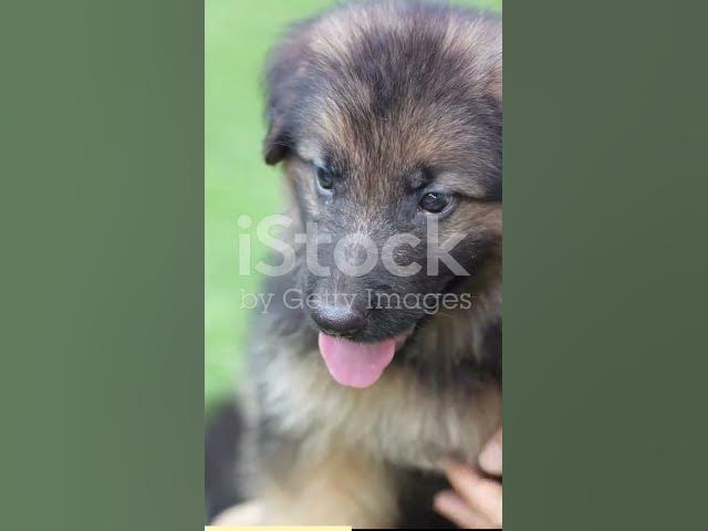 Video thumbnail for The World of Paws German Shepherds