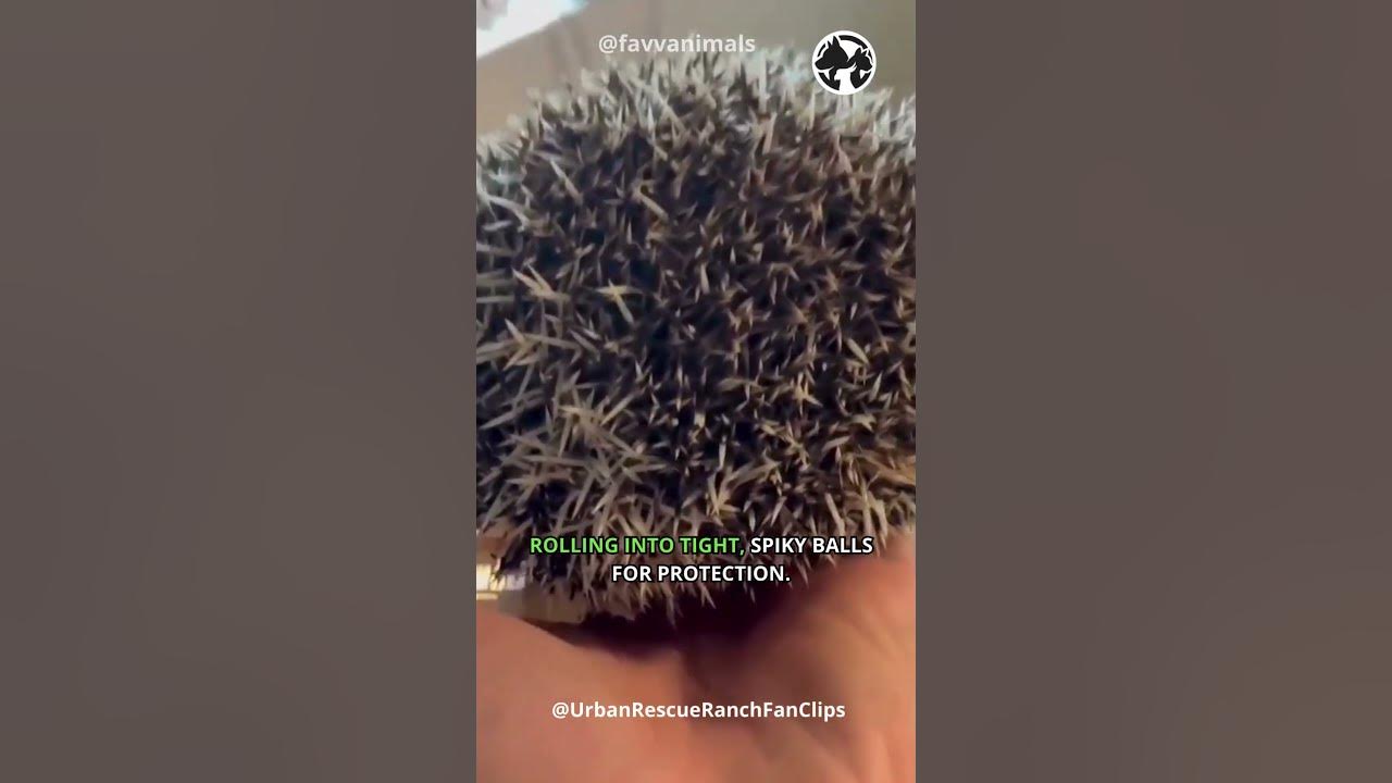 Video thumbnail for Spiky Wonders: Hedgehog Harmony in the Wild  #shorts #hadgehog