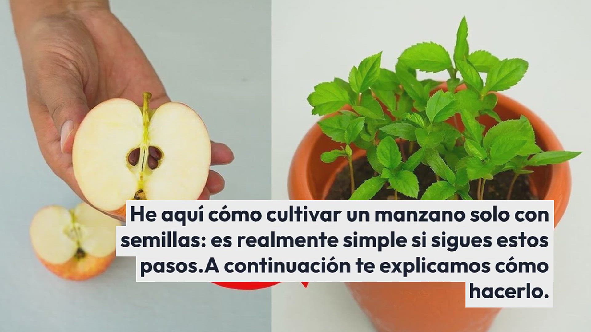 Video thumbnail for Cómo cultivar manzanos a partir de semillas en casa: obtendrá los resultados deseados.
