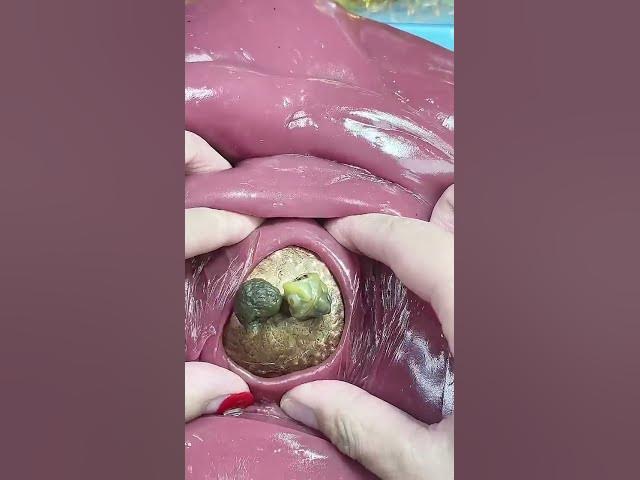 Video thumbnail for Dig out the hidden little toy  Unzip it  Can you name it  This is too weird  Dibaobao Cleaning S