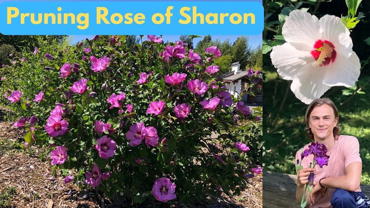 Video thumbnail for Rose of Sharon (Hibiscus syriacus) Pruning Guide - How to Prune Correctly for Maximum Flowers, Hedge