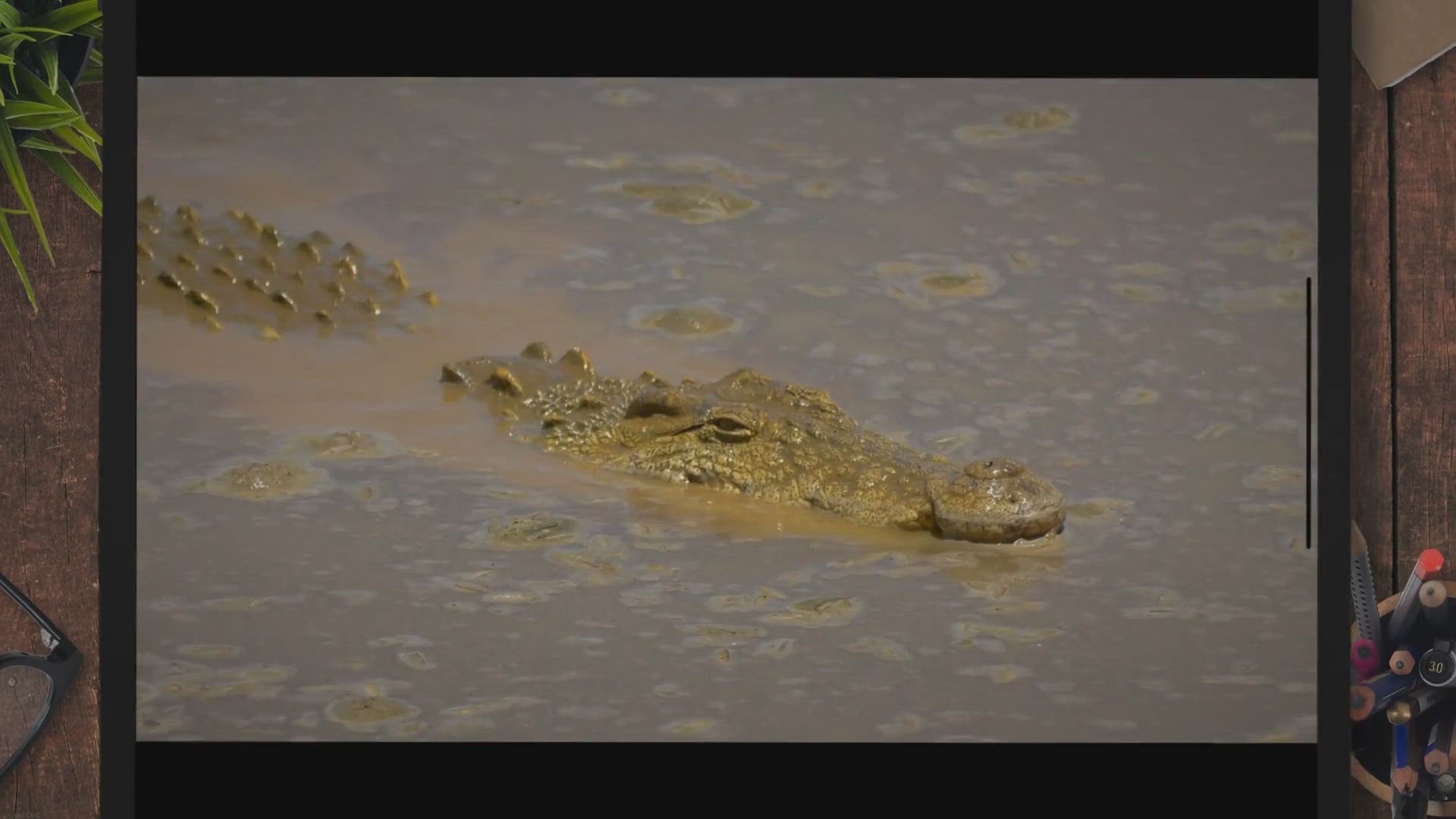 Video thumbnail for What Lives in Florida Canals?