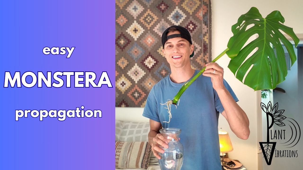 Video thumbnail for MONSTERA - How to Propagate the Easy Way (Monstera deliciosa)