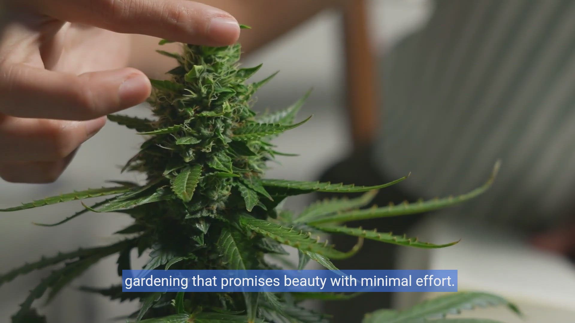 'Video thumbnail for Effortless Blooms:Your Guide to a Low-Maintenance Flower Garden'