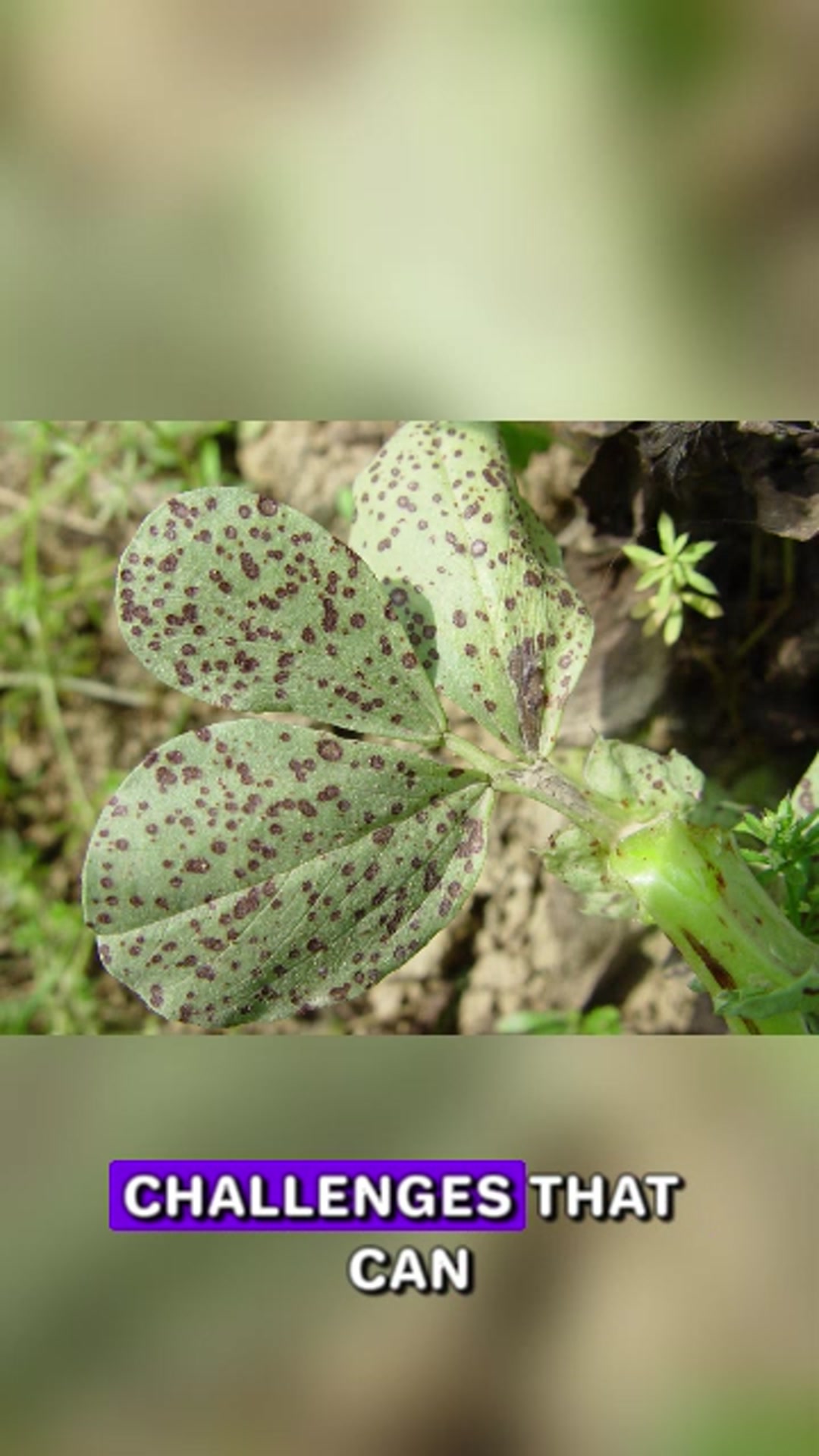 Video thumbnail for Common Fungal Diseases Affecting Broad Beans