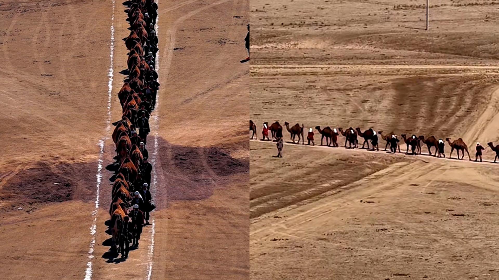 Video thumbnail for Largest parade of one-humped camels - 252 by Mr Sydyk Daveltov, Mrs Sharipa Davletova and Daulet-Beket LLP