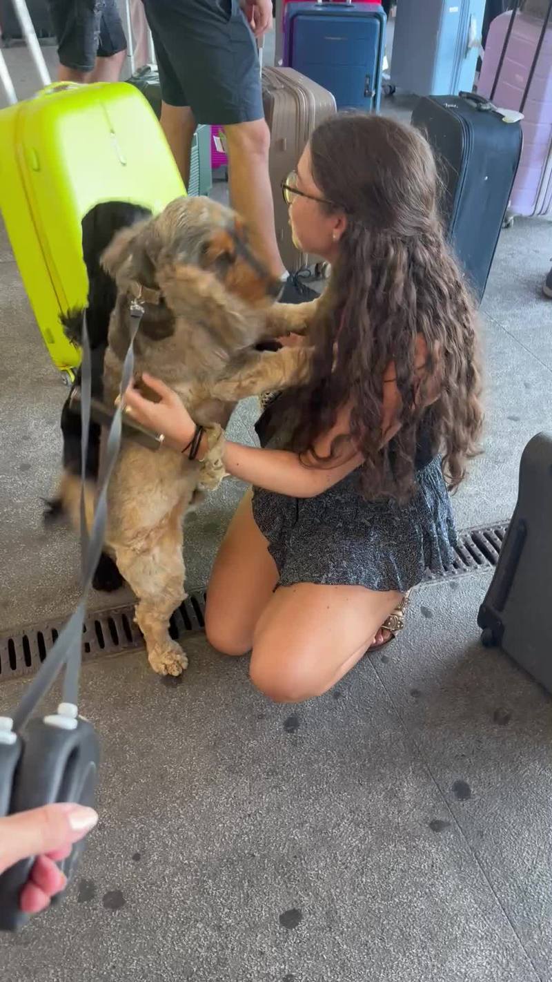 Video thumbnail for Airport Reunion with Excited Cocker Spaniels After Four Days Apart