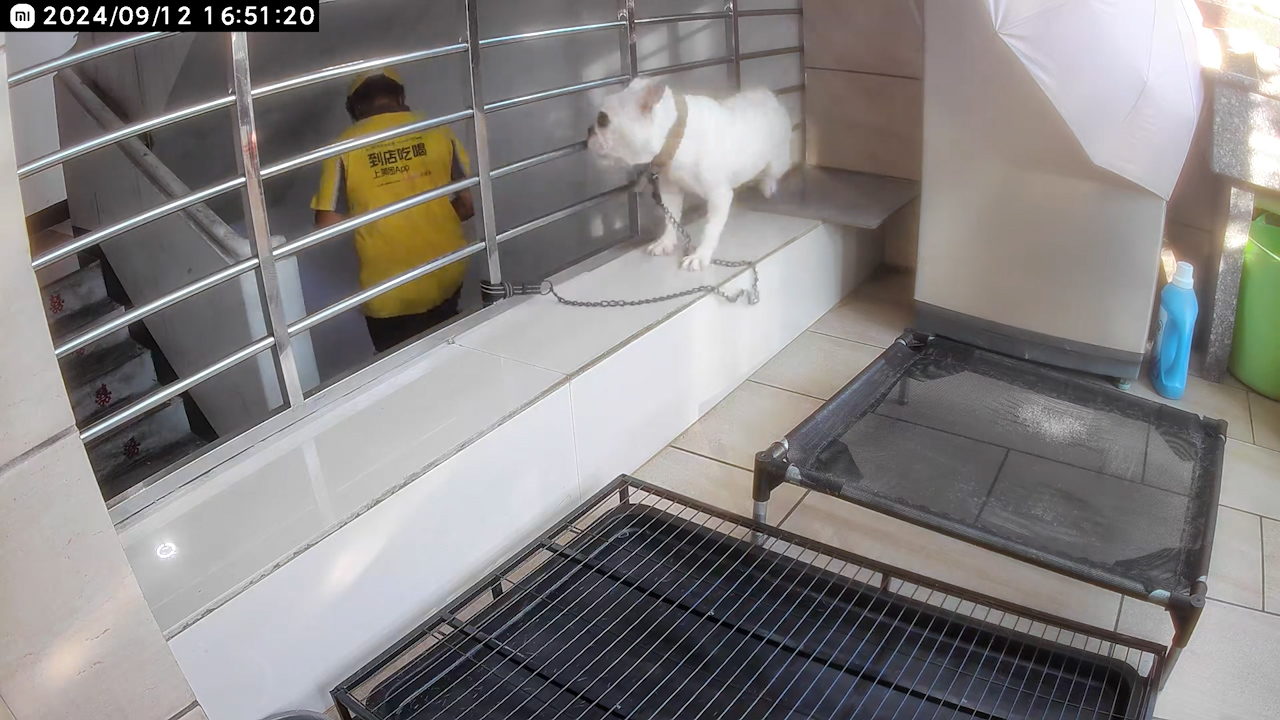 Video thumbnail for Albino pug barks after waking on stairs