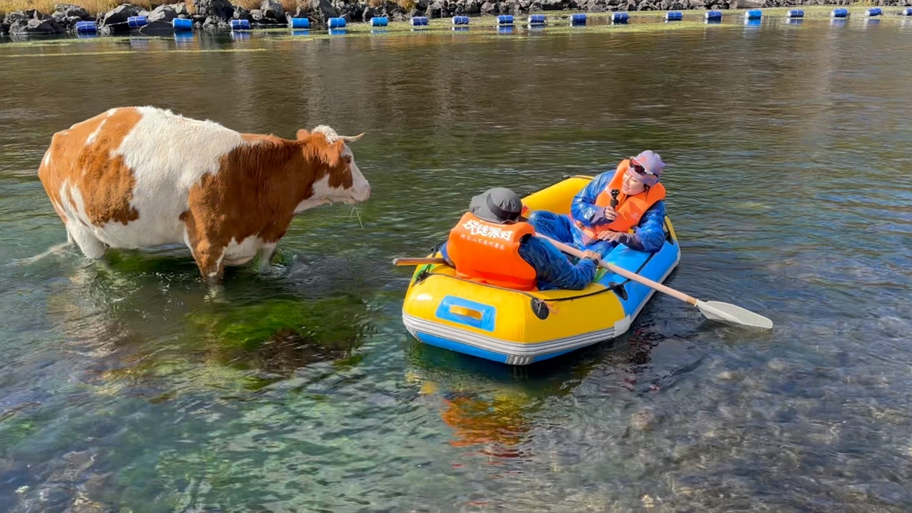 Video thumbnail for Cow Gently Steps Aside for Inflatable Boat on Inner Mongolia River