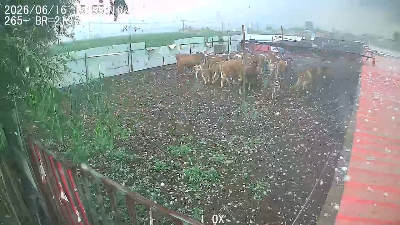 Video thumbnail for Hailstorm Sparks Chaos as Cows Dash Across Hebei Farm