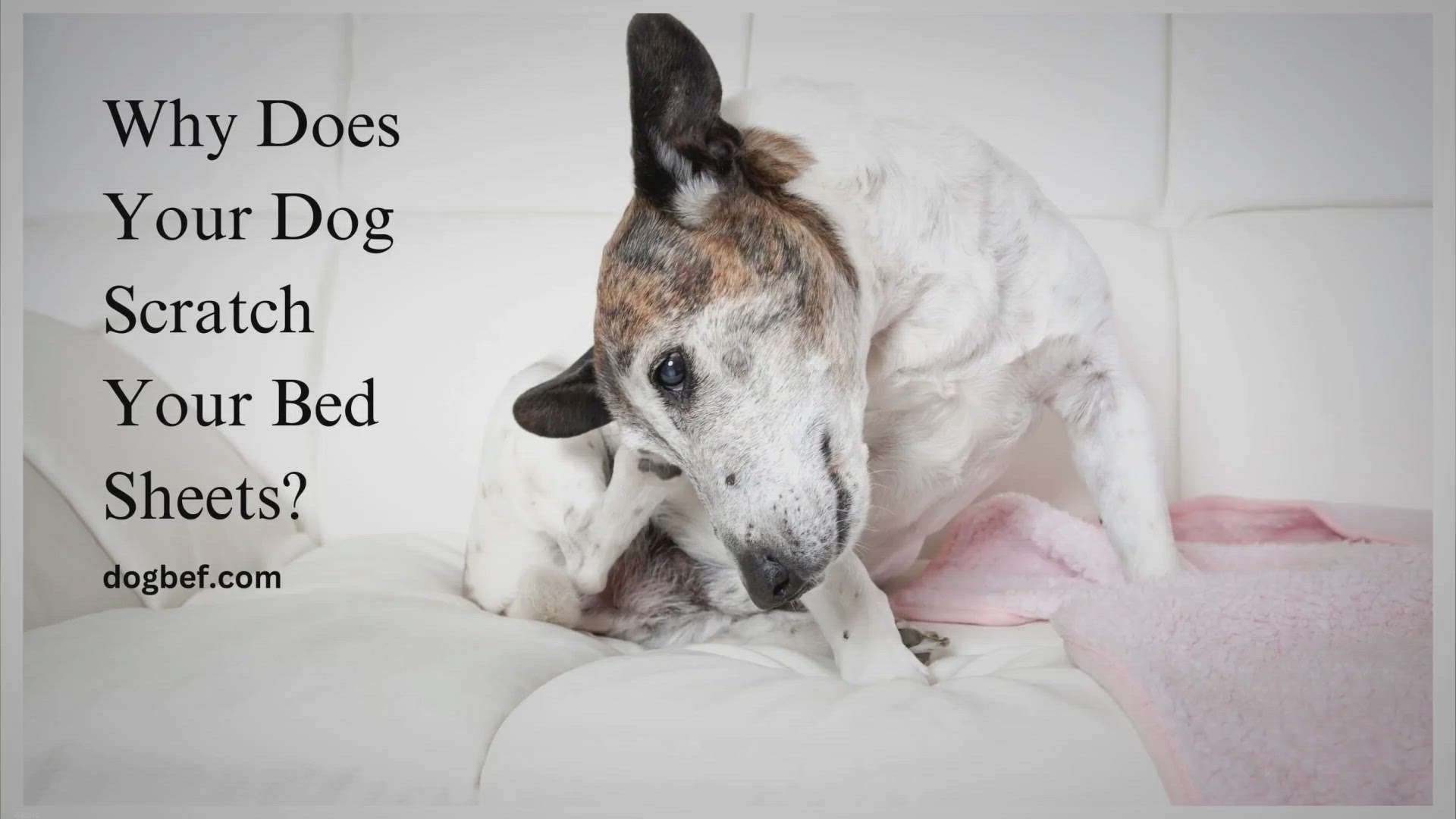Video thumbnail for Why Does My Dog Scratch My Bed Sheets?