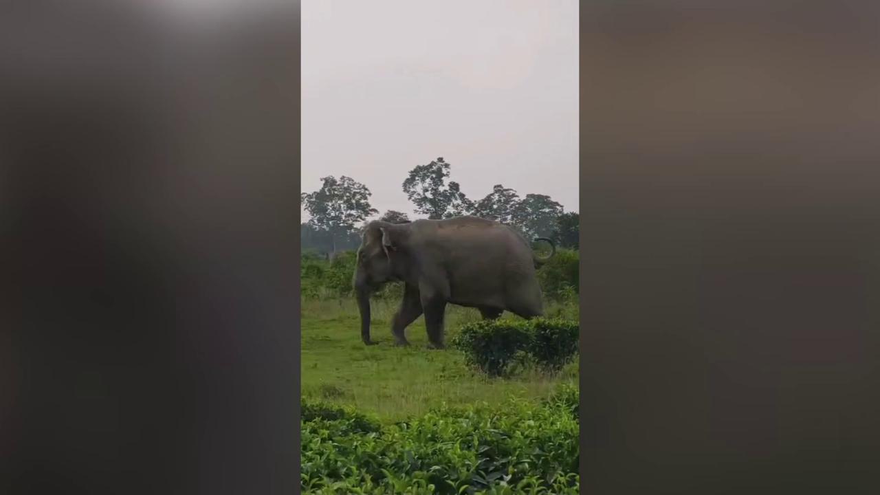 Video thumbnail for India: Tea garden horror as elephant charges youths, woman falls directly in front of giant, narrowly escapes.