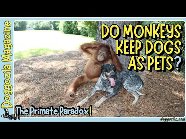 Video thumbnail for Do Monkeys Keep Dogs as Pets like We Do?