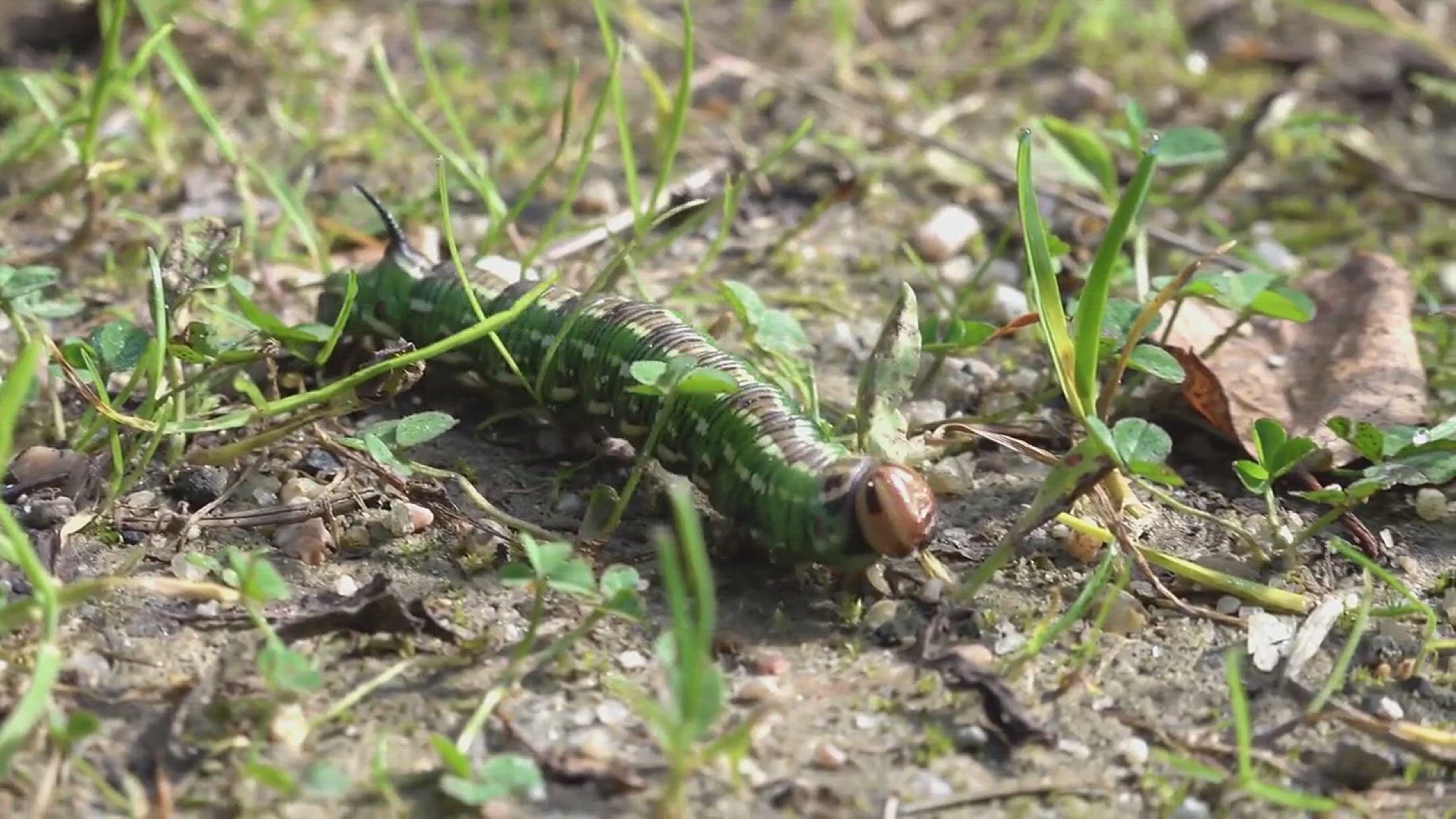 'Video thumbnail for How to repel moth caterpillars from garden'