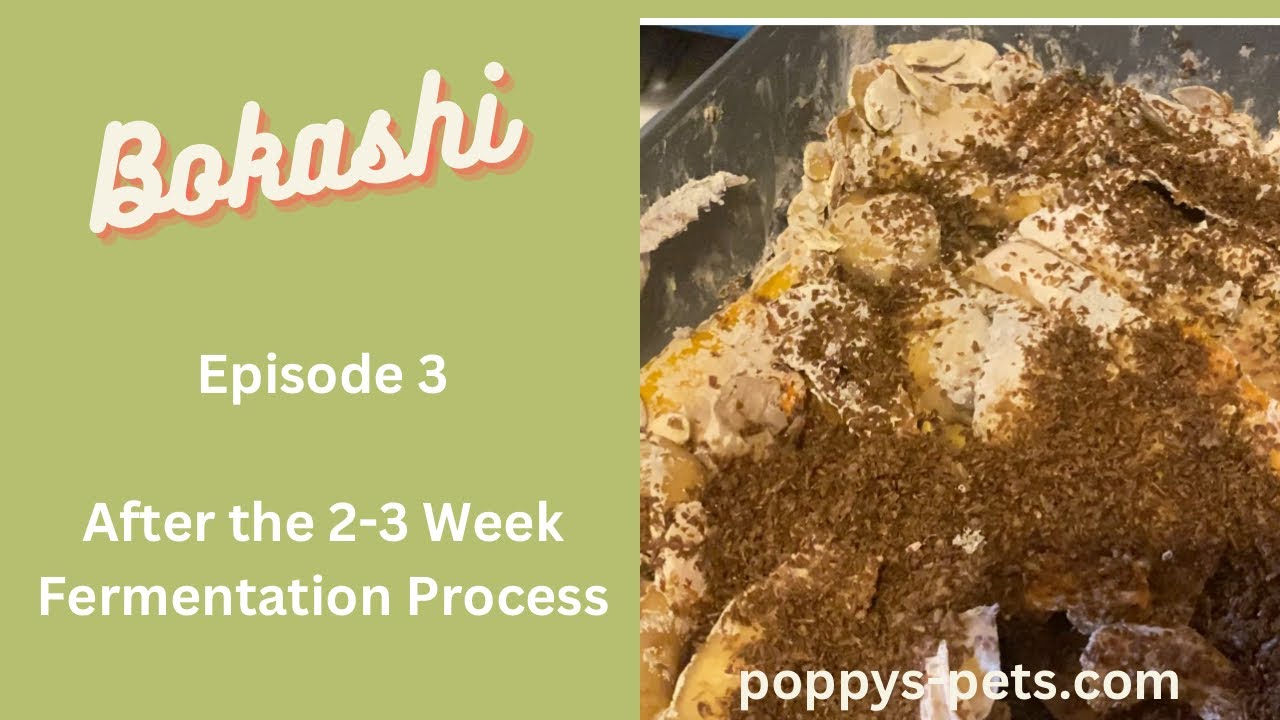 'Video thumbnail for Episode 3: The 3 Week Fermentation Process Ends -  Has It Worked?  Next, Outdoor Compost Bin'