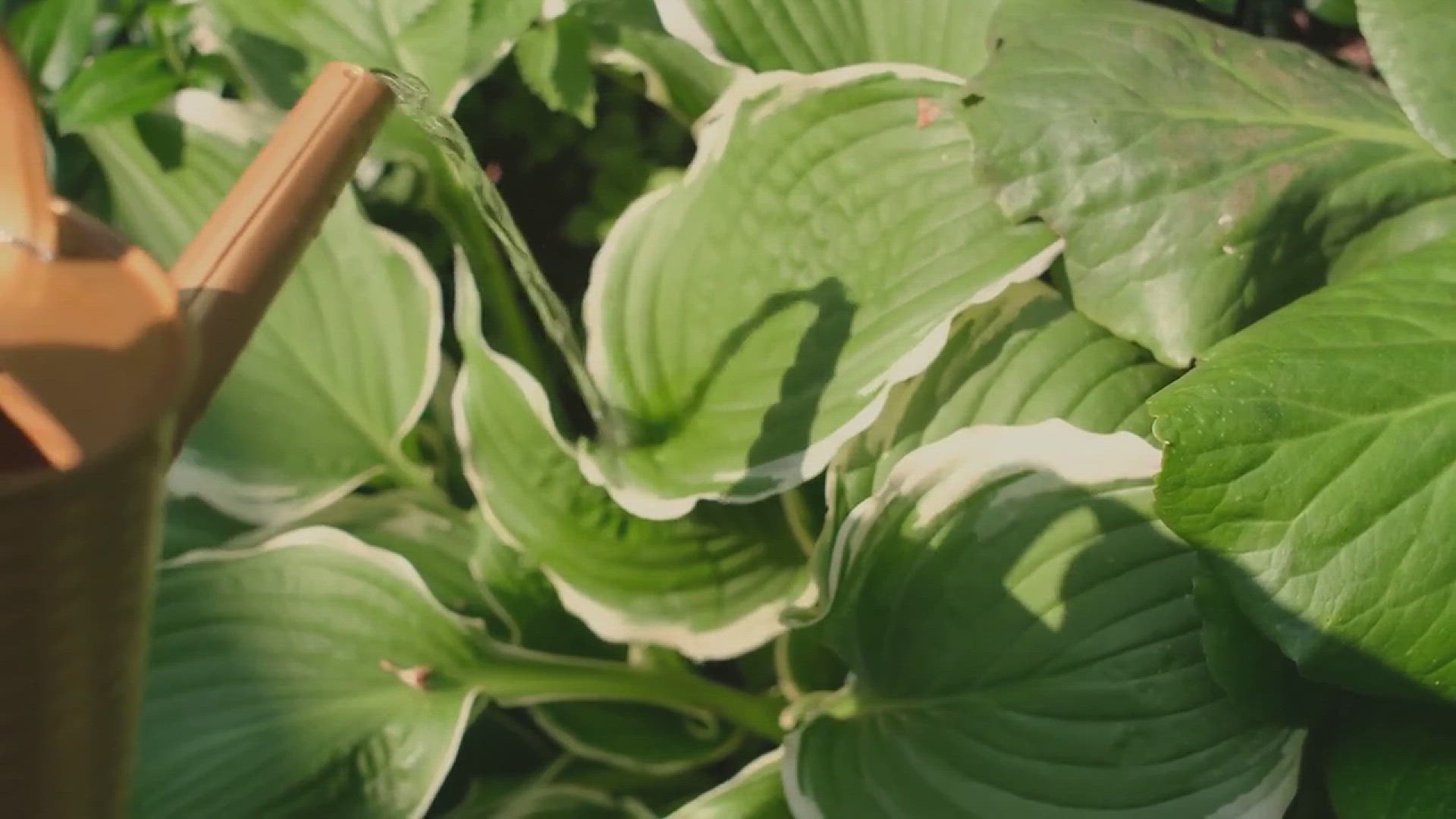 'Video thumbnail for Container garden ideas'
