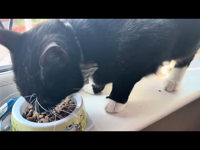 Video thumbnail for Dinner time!!!!!