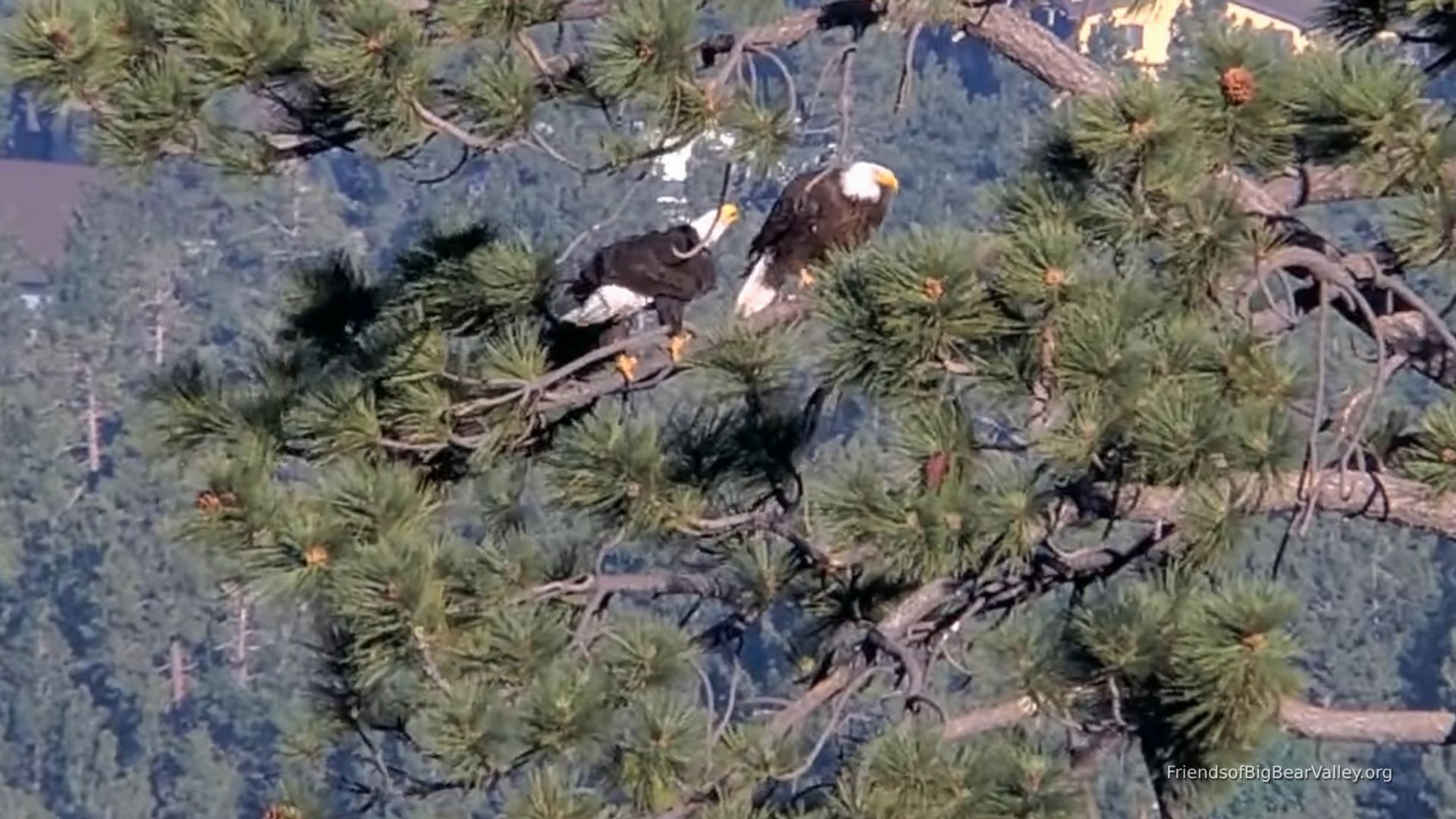 Video thumbnail for Wildlife advocates push to cancel fireworks over concerns for eagle family