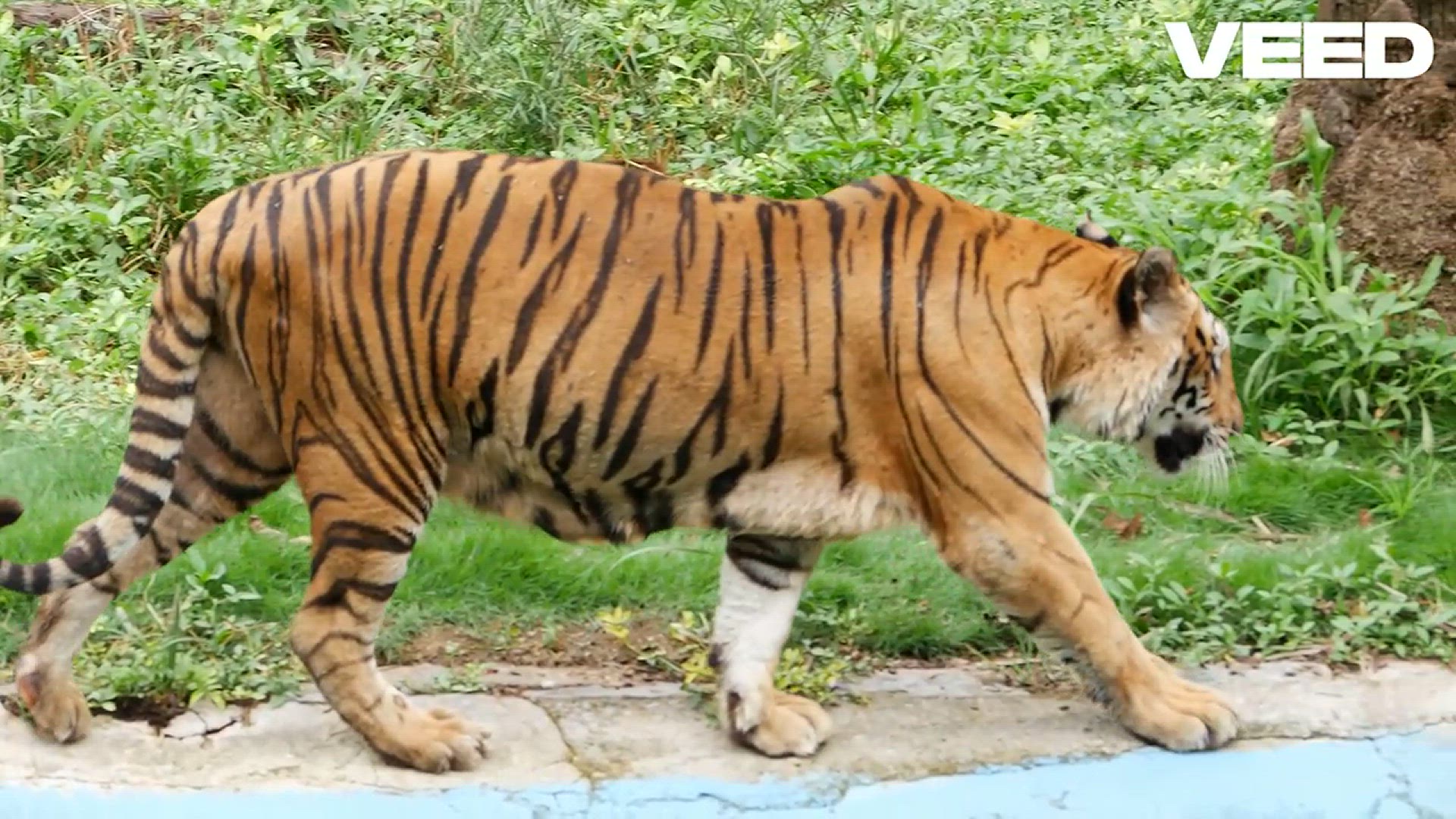 Video thumbnail for Discover the Incredible World of Tigers