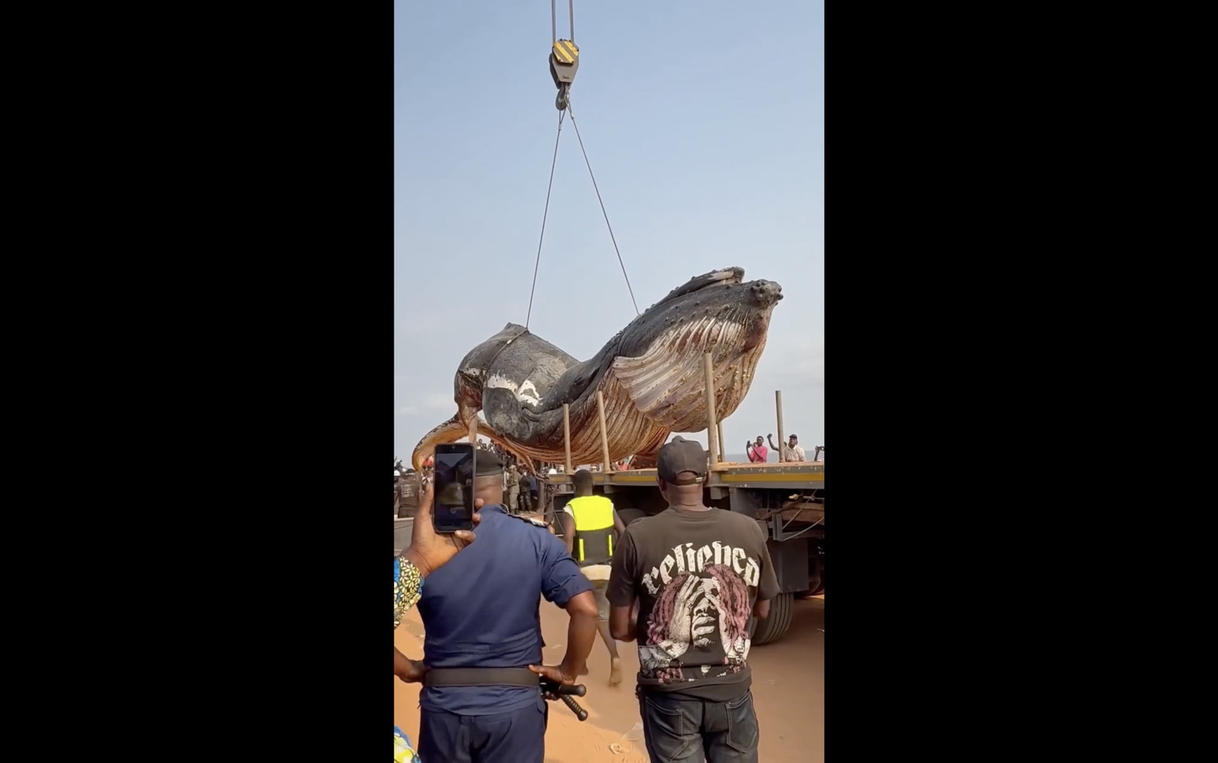 Video thumbnail for 12-tonne whale removed from DR Congo beach
