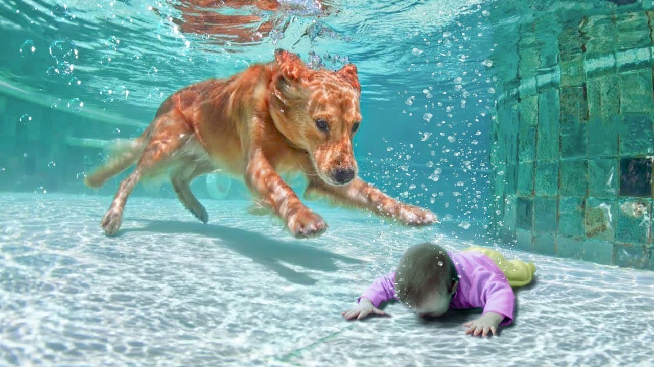 'Video thumbnail for 20 HERO ANIMALS THAT SAVED HUMAN LIVES'