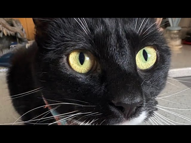 Video thumbnail for Do u guys want to see the cutest cat 🐈