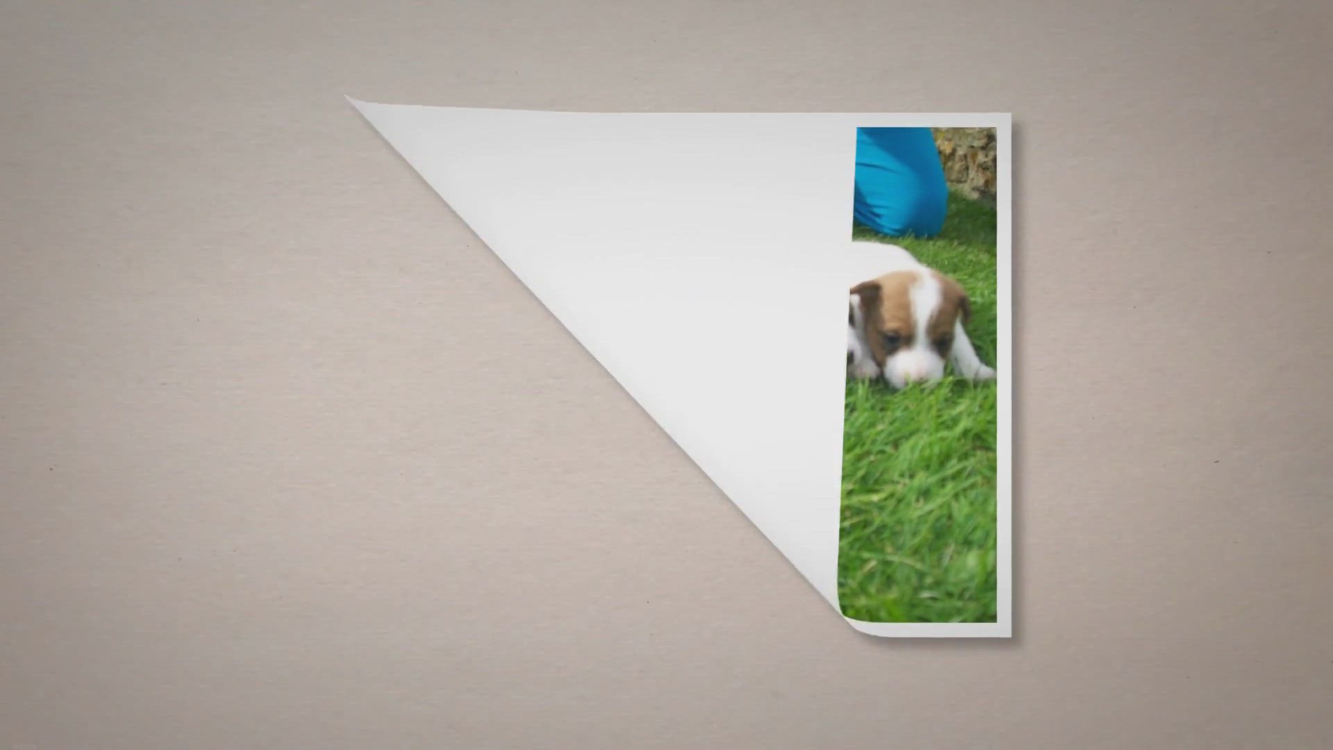 Video thumbnail for Why Do Jack Russells Shake? Understanding the Quirky Behavior