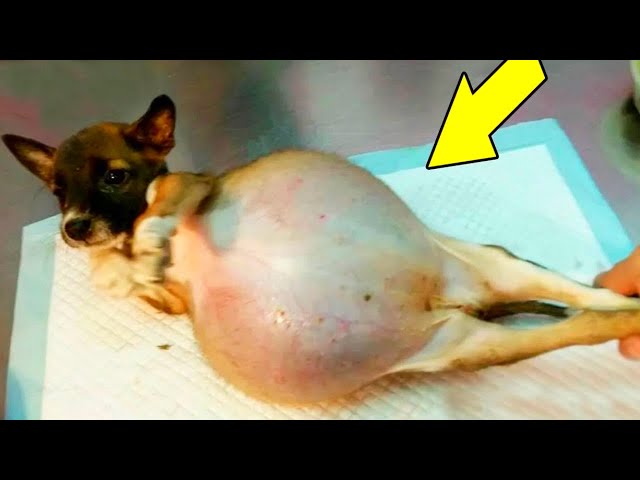 Video thumbnail for Dog Refuses To Give Birth, When Vet Sees The Ultrasound He Calls The Cops