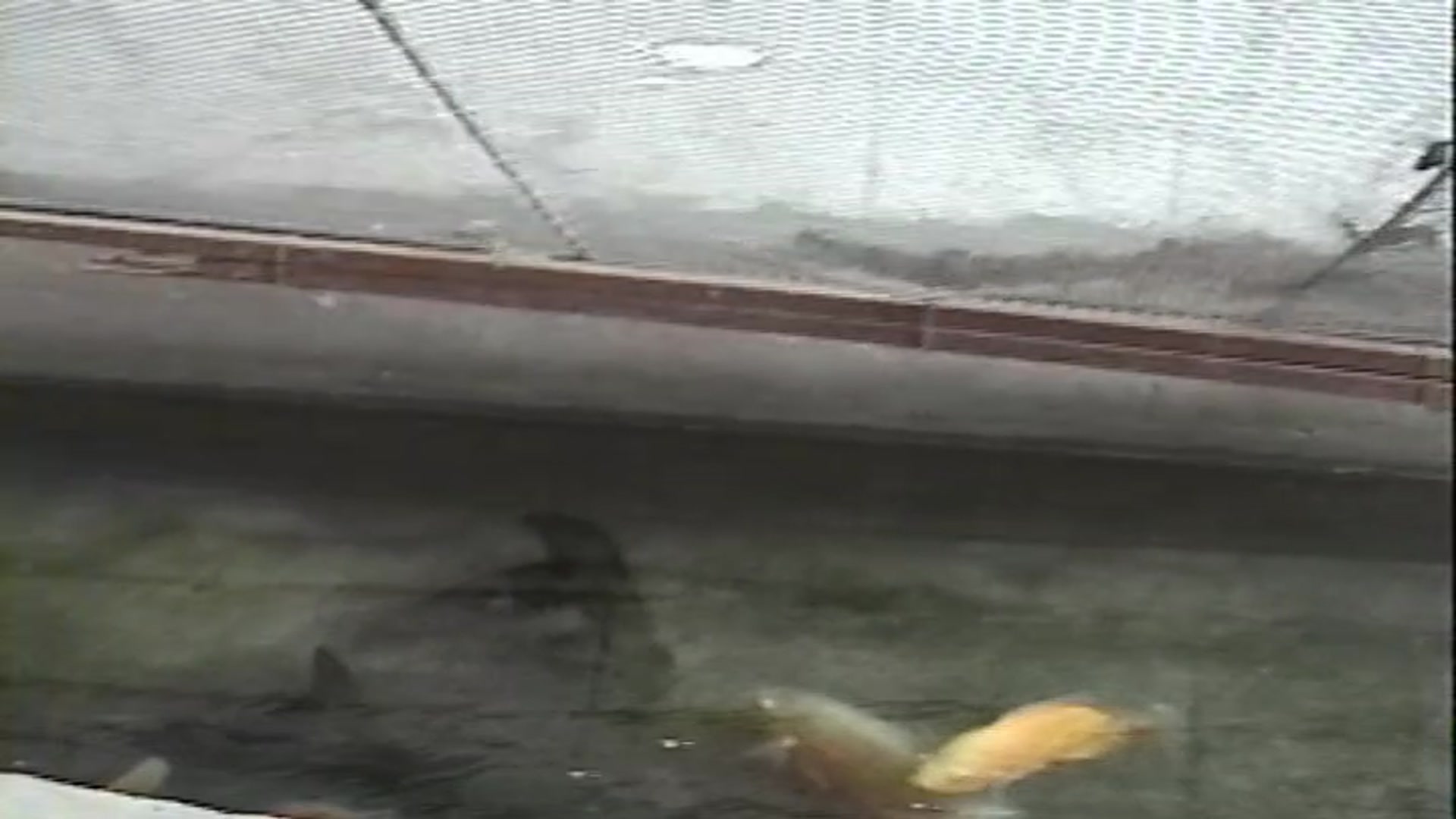 Video thumbnail for The Animal Farm Talavera Philippines 2000