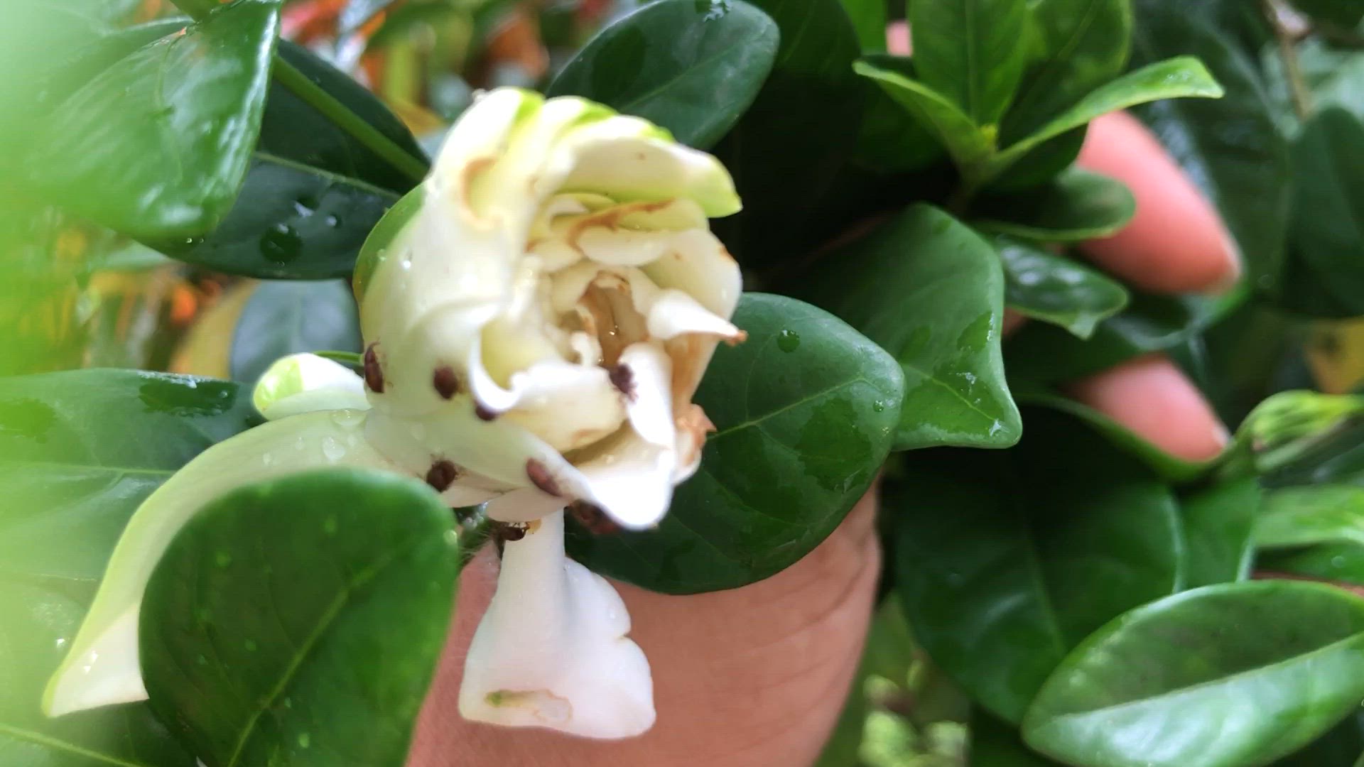 Video thumbnail for 2024_06_24_11_47_IMG_8283