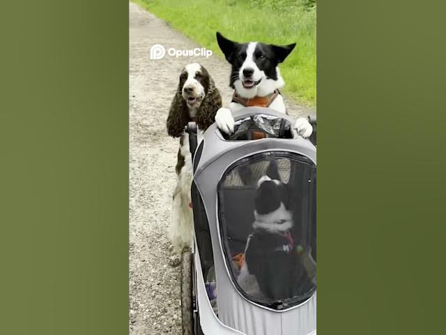 Video thumbnail for Watch These Dogs Go WILD with Fun & Hilarious Antics!