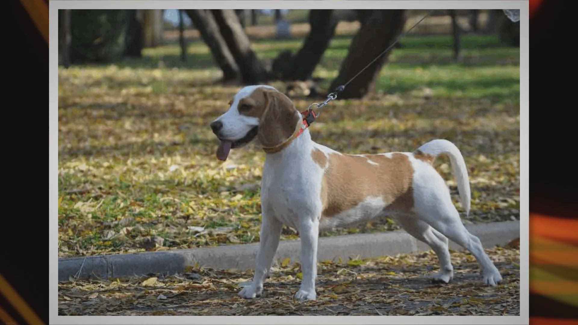 Video thumbnail for Jack Russell Beagle Mix (Jackabee) - Facts, Pics and More