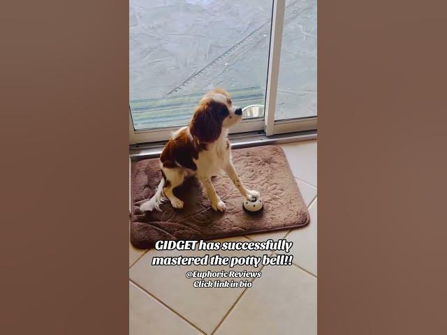 Video thumbnail for Smart Cavalier King Charles Spaniel Puppy Rings Potty Bell Non-Stop! 🛎️🐶