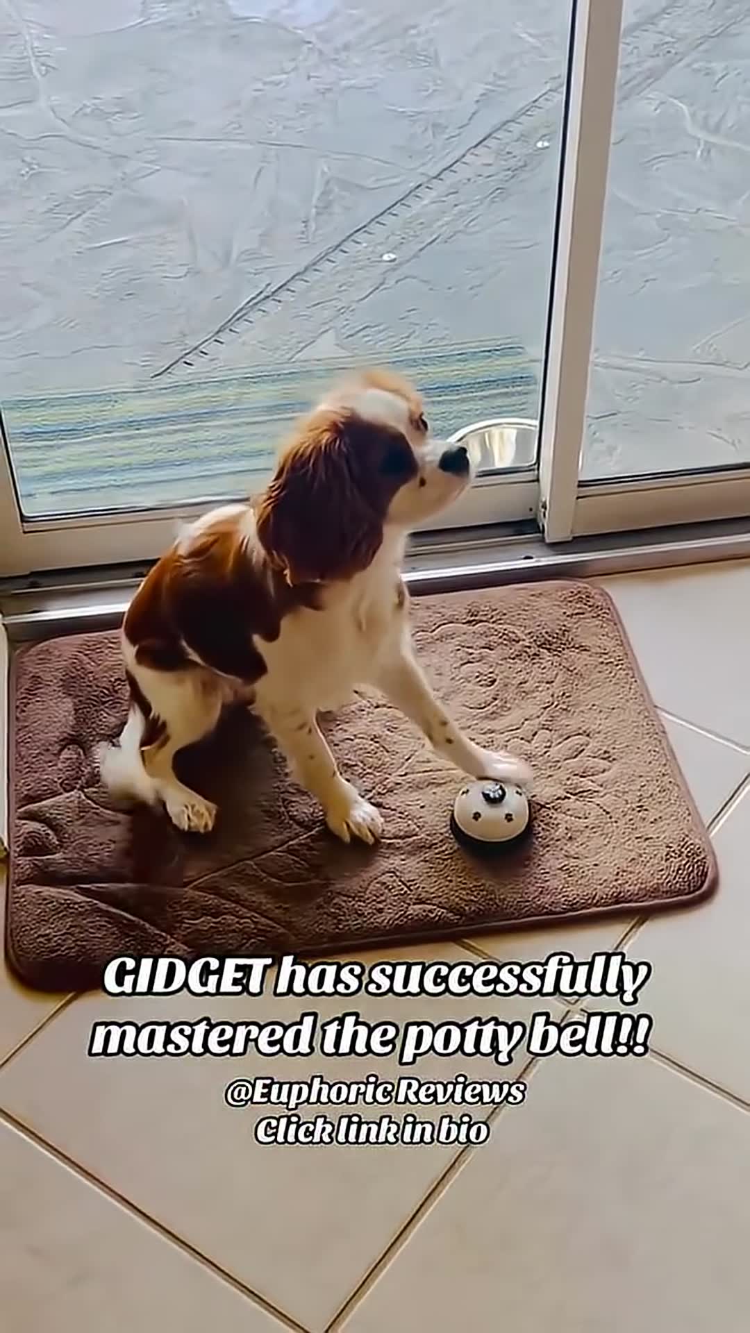 Video thumbnail for Smart Cavalier King Charles Spaniel Puppy Rings Potty Bell Non-Stop! 🛎️🐶